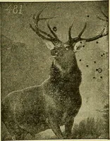 An illustration from Picture studies; studies of one hundred five of the world's famous pictures best adapted for use in the schools and for schoolroom decoration (1917)