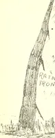 Picture 37 of 88 from Épigraphie romaine du Poitou [et] de la Saintonge (1895), leaf 473
