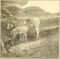 Picture 87 of 125 from Pilgrimage of Mary commandery no. 36, Knights templar of Pennsylvania to the Twenty-ninth triennial conclave of the Grand encampment U.S. at San Francisco, Cal (1904), leaf 132