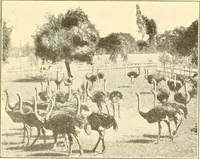 Picture 90 of 125 from Pilgrimage of Mary commandery no. 36, Knights templar of Pennsylvania to the Twenty-ninth triennial conclave of the Grand encampment U.S. at San Francisco, Cal (1904), leaf 138