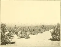 Picture 96 of 125 from Pilgrimage of Mary commandery no. 36, Knights templar of Pennsylvania to the Twenty-ninth triennial conclave of the Grand encampment U.S. at San Francisco, Cal (1904), leaf 146