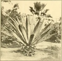 Picture 98 of 125 from Pilgrimage of Mary commandery no. 36, Knights templar of Pennsylvania to the Twenty-ninth triennial conclave of the Grand encampment U.S. at San Francisco, Cal (1904), leaf 148