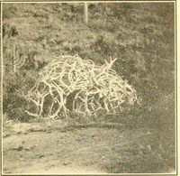 Picture 20 of 125 from Pilgrimage of Mary commandery no. 36, Knights templar of Pennsylvania to the Twenty-ninth triennial conclave of the Grand encampment U.S. at San Francisco, Cal (1904), leaf 34