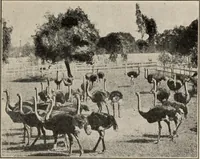 An illustration from Pilgrimage of Mary commandery no. 36, Knights templar of Pennsylvania to the Twenty-ninth triennial conclave of the Grand encampment U.S. at San Francisco, Cal (1904)