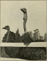 Picture 88 of 119 from Pilgrimage of Mary commandery no. 36, Knights templar of Pennsylvania to the Twenty-ninth triennial conclave of the Grand encampment U.S. at San Francisco, Cal (1904), leaf 135