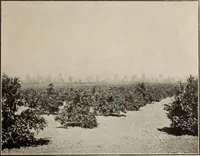 Picture 92 of 119 from Pilgrimage of Mary commandery no. 36, Knights templar of Pennsylvania to the Twenty-ninth triennial conclave of the Grand encampment U.S. at San Francisco, Cal (1904), leaf 140