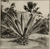 Picture 94 of 119 from Pilgrimage of Mary commandery no. 36, Knights templar of Pennsylvania to the Twenty-ninth triennial conclave of the Grand encampment U.S. at San Francisco, Cal (1904), leaf 142