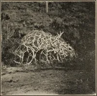 Picture 16 of 119 from Pilgrimage of Mary commandery no. 36, Knights templar of Pennsylvania to the Twenty-ninth triennial conclave of the Grand encampment U.S. at San Francisco, Cal (1904), leaf 28