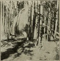 An illustration from Pilgrimage of Mary commandery no. 36, Knights templar of Pennsylvania to the Twenty-ninth triennial conclave of the Grand encampment U.S. at San Francisco, Cal (1904)