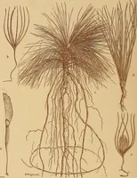 An illustration from The pine-needle basket book (1911)