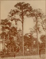 An illustration from The pine-needle basket book (1911)