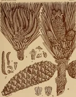 An illustration from The pine-needle basket book (1911)