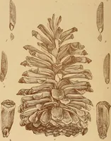 An illustration from The pine-needle basket book (1911)
