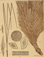 An illustration from The pine-needle basket book (1911)
