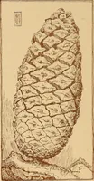 An illustration from The pine-needle basket book (1911)