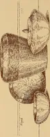 An illustration from The pine-needle basket book (1911)