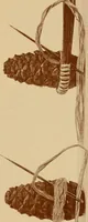 An illustration from The pine-needle basket book (1911)