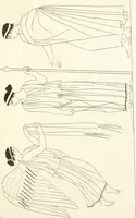 An illustration from Pitture di vasi fittili, esibite dal cav. F. Inghirami per servire di studio alla mitologia ed all storia degli antichi popoli (1838)