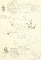 An illustration from Pitture di vasi fittili, esibite dal cav. F. Inghirami per servire di studio alla mitologia ed all storia degli antichi popoli (1838)