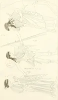 An illustration from Pitture di vasi fittili, esibite dal cav. F. Inghirami per servire di studio alla mitologia ed all storia degli antichi popoli (1838)