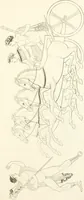 An illustration from Pitture di vasi fittili, esibite dal cav. F. Inghirami per servire di studio alla mitologia ed all storia degli antichi popoli (1838)