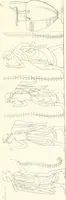 An illustration from Pitture di vasi fittili, esibite dal cav. F. Inghirami per servire di studio alla mitologia ed all storia degli antichi popoli (1838)