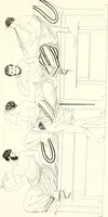 An illustration from Pitture di vasi fittili, esibite dal cav. F. Inghirami per servire di studio alla mitologia ed all storia degli antichi popoli (1838)