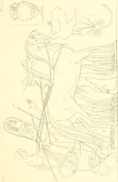 An illustration from Pitture di vasi fittili, esibite dal cav. F. Inghirami per servire di studio alla mitologia ed alla storia degli antichi popoli (1838)