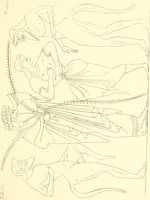 An illustration from Pitture di vasi fittili, esibite dal cav. F. Inghirami per servire di studio alla mitologia ed alla storia degli antichi popoli (1838)