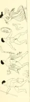 An illustration from Pitture di vasi fittili, esibite dal cav. F. Inghirami per servire di studio alla mitologia ed alla storia degli antichi popoli (1838)