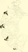 An illustration from Pitture di vasi fittili, esibite dal cav. F. Inghirami per servire di studio alla mitologia ed alla storia degli antichi popoli (1838)