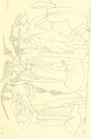 An illustration from Pitture di vasi fittili, esibite dal cav. F. Inghirami per servire di studio alla mitologia ed alla storia degli antichi popoli (1838)