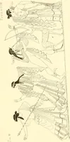 An illustration from Pitture di vasi fittili, esibite dal cav. F. Inghirami per servire di studio alla mitologia ed alla storia degli antichi popoli (1838)