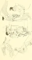 An illustration from Pitture di vasi fittili, esibite dal cav. F. Inghirami per servire di studio alla mitologia ed alla storia degli antichi popoli (1838)
