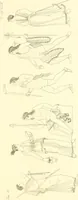 An illustration from Pitture di vasi fittili, esibite dal cav. F. Inghirami per servire di studio alla mitologia ed alla storia degli antichi popoli (1838)