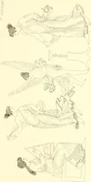 An illustration from Pitture di vasi fittili, esibite dal cav. F. Inghirami per servire di studio alla mitologia ed alla storia degli antichi popoli (1838)