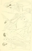 An illustration from Pitture di vasi fittili, esibite dal cav. F. Inghirami per servire di studio alla mitologia ed alla storia degli antichi popoli (1838)