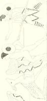 Picture 9 of 216 from Pitture di vasi fittili, esibite dal cav. F. Inghirami per servire di studio alla mitologia ed all storia degli antichi popoli (1838), leaf 174