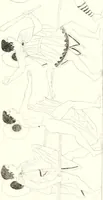 An illustration from Pitture di vasi fittili, esibite dal cav. F. Inghirami per servire di studio alla mitologia ed all storia degli antichi popoli (1838)