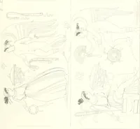 An illustration from Pitture di vasi fittili, esibite dal cav. F. Inghirami per servire di studio alla mitologia ed all storia degli antichi popoli (1838)