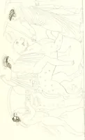 An illustration from Pitture di vasi fittili, esibite dal cav. F. Inghirami per servire di studio alla mitologia ed all storia degli antichi popoli (1838)