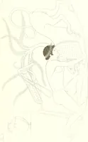 An illustration from Pitture di vasi fittili, esibite dal cav. F. Inghirami per servire di studio alla mitologia ed all storia degli antichi popoli (1838)