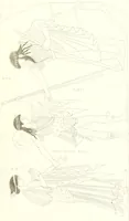 Picture 82 of 216 from Pitture di vasi fittili, esibite dal cav. F. Inghirami per servire di studio alla mitologia ed all storia degli antichi popoli (1838), leaf 304