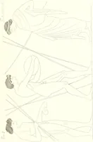 Picture 89 of 216 from Pitture di vasi fittili, esibite dal cav. F. Inghirami per servire di studio alla mitologia ed all storia degli antichi popoli (1838), leaf 318
