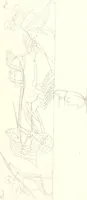 An illustration from Pitture di vasi fittili, esibite dal cav. F. Inghirami per servire di studio alla mitologia ed all storia degli antichi popoli (1838)