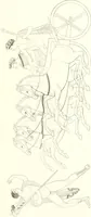 Picture 101 of 216 from Pitture di vasi fittili, esibite dal cav. F. Inghirami per servire di studio alla mitologia ed all storia degli antichi popoli (1838), leaf 342