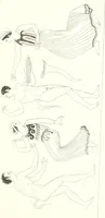 Picture 158 of 216 from Pitture di vasi fittili, esibite dal cav. F. Inghirami per servire di studio alla mitologia ed all storia degli antichi popoli (1838), leaf 582