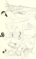 An illustration from Pitture di vasi fittili, esibite dal cav. F. Inghirami per servire di studio alla mitologia ed all storia degli antichi popoli (1838)