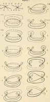 An illustration from Plane curves of the eighth order : with two real four-fold points having distinct tangents and with no other point singularities (1908)