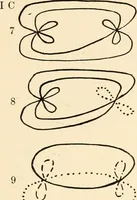 Picture 2 of 21 from Plane curves of the eighth order : with two real four-fold points having distinct tangents and with no other point singularities (1908), leaf 28